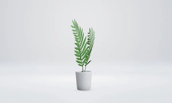 Green palm tree  in a white plant pot  isolated on white background. 3D Rendering Illustration