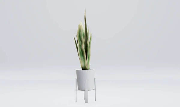 Green air snake plant Tree planted with white plant pot stand isolated on white background. 3D Rendering Illustration