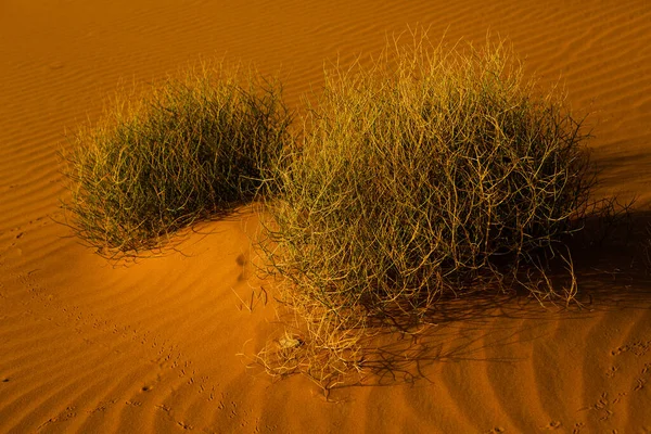 Krásné Písečné Duny Poušti Sahara Maroku Krajina Africe Poušti — Stock fotografie