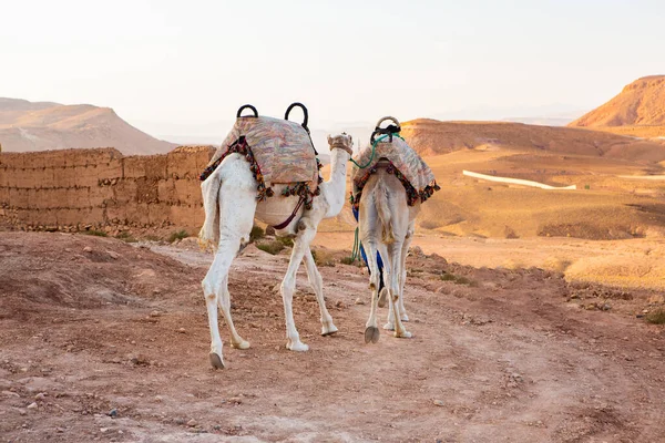 Kasbah Ait Ben Haddou Maroku Fortece Tradycyjne Gliniane Domy Saharze — Zdjęcie stockowe