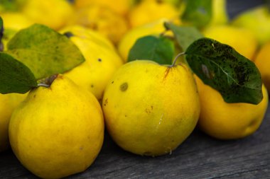 Ahşap arka planda izole edilmiş olgun sarı ayva meyveleri.