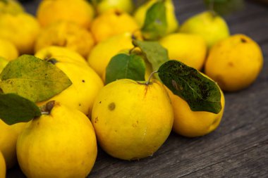 Ahşap arka planda izole edilmiş olgun sarı ayva meyveleri.