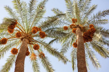 Fas, Afrika 'da geleneksel renkli küçük cadde