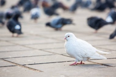 Şehir güvercinleri ya da şehir güvercinleri sokakları ve meydanları dolduruyor.