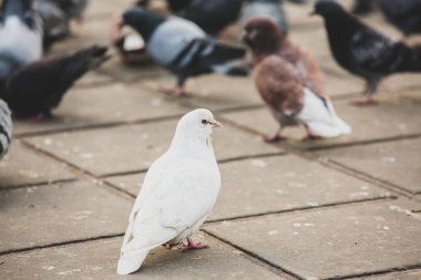 Şehir güvercinleri ya da şehir güvercinleri sokakları ve meydanları dolduruyor.