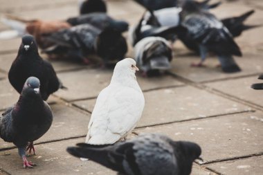 Şehir güvercinleri ya da şehir güvercinleri sokakları ve meydanları dolduruyor.