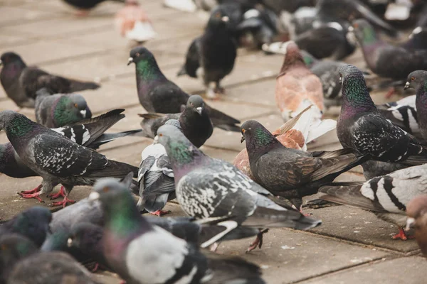 Pombas Cidade Pombos Cidade Lotam Ruas Praças Públicas — Fotografia de Stock