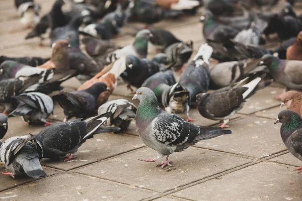 Şehir güvercinleri ya da şehir güvercinleri sokakları ve meydanları dolduruyor.