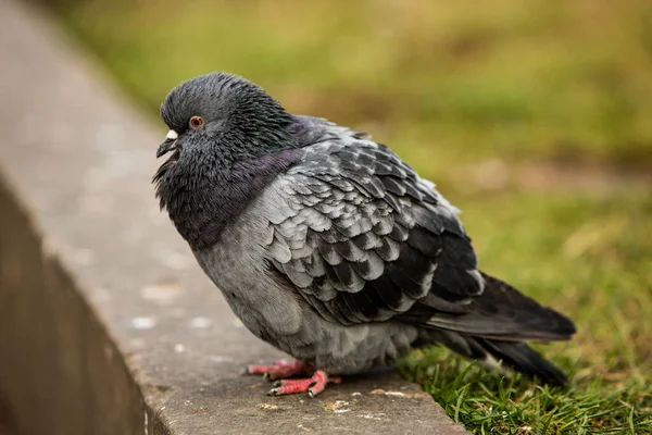 City Doves City Pigeons Crowd Streets Public Squares — Stock Photo, Image