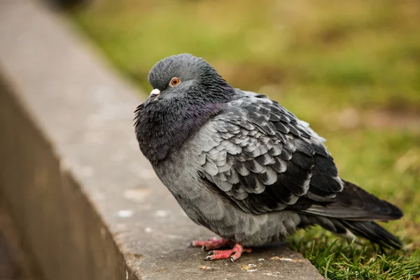 City Doves City Pigeons Crowd Streets Public Squares — Stock Photo, Image