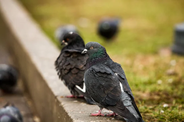 City Doves City Pigeons Crowd Streets Public Squares — Stock Photo, Image