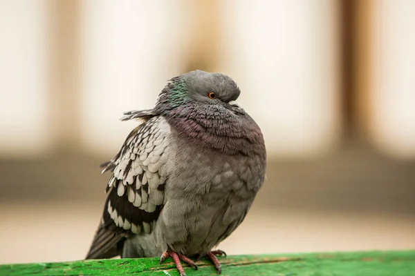 City Doves City Pigeons Crowd Streets Public Squares — Stock Photo, Image