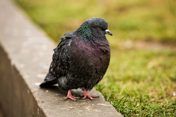 City Doves City Pigeons Crowd Streets Public Squares — Stock Photo, Image