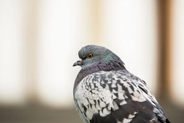 City Doves City Pigeons Crowd Streets Public Squares — Stock Photo, Image