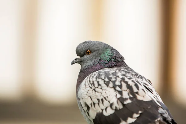 비둘기 비둘기들 거리와 광장에 — 스톡 사진