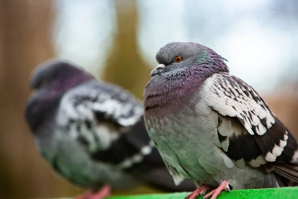 City Doves City Pigeons Crowd Streets Public Squares — Stock Photo, Image