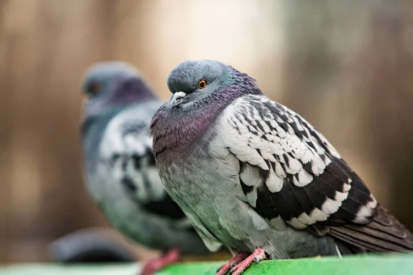 City Doves City Pigeons Crowd Streets Public Squares — Stock Photo, Image