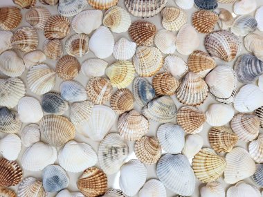 Bir deniz kabuğu deseni. Denizci geçmişi. Kabuk düzeni. Tasarım için metin arkaplanı.