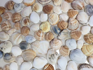 Bir deniz kabuğu deseni. Denizci geçmişi. Kabuk düzeni. Tasarım için metin arkaplanı.