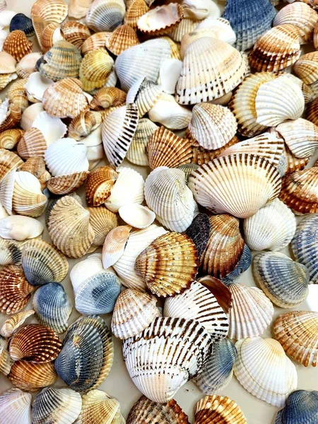 stock image A pattern of seashells. Marine Background. Shell layout. Text background for design.