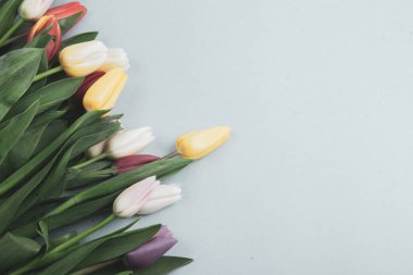 Üzerinde pembe ve beyaz renkli lale demeti olan pankart. Bahar kavramı, kadınlar günü, anneler günü, 8 Mart, bayram tebrikleri.