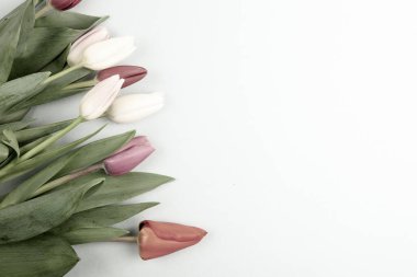 Üzerinde pembe ve beyaz renkli lale demeti olan pankart. Bahar kavramı, kadınlar günü, anneler günü, 8 Mart, bayram tebrikleri.