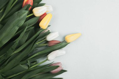 Üzerinde pembe ve beyaz renkli lale demeti olan pankart. Bahar kavramı, kadınlar günü, anneler günü, 8 Mart, bayram tebrikleri.