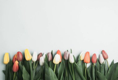 Üzerinde pembe ve beyaz renkli lale demeti olan pankart. Bahar kavramı, kadınlar günü, anneler günü, 8 Mart, bayram tebrikleri.