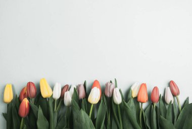 Üzerinde pembe ve beyaz renkli lale demeti olan pankart. Bahar kavramı, kadınlar günü, anneler günü, 8 Mart, bayram tebrikleri.