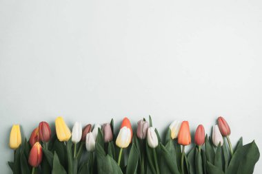 Üzerinde pembe ve beyaz renkli lale demeti olan pankart. Bahar kavramı, kadınlar günü, anneler günü, 8 Mart, bayram tebrikleri.