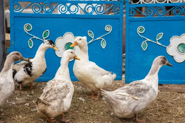 White Ducks Country — Stock Photo, Image