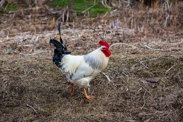 Hermoso Gallo Blanco Campo — Foto de Stock