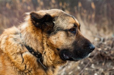 Leonberger dünyadaki en güzel ve büyük köpeklerden biridir. Tatlı kırmızı köpek..