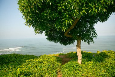 Pasifik Okyanusu, Peru 'nun başkenti Lima kıyılarını ısıtır. Latin Amerika 'nın güzel şehir doğası.