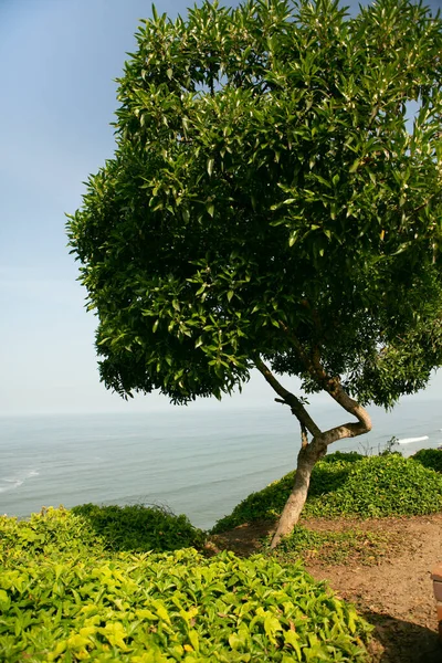 Pasifik Okyanusu, Peru 'nun başkenti Lima kıyılarını ısıtır. Latin Amerika 'nın güzel şehir doğası.