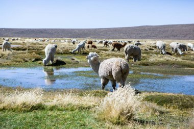 And Dağları, And Dağları, Peru 'da bir grup lamba ve alpaka.
