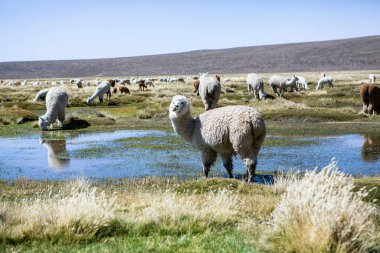 And Dağları, And Dağları, Peru 'da bir grup lamba ve alpaka.
