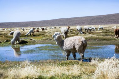And Dağları, And Dağları, Peru 'da bir grup lamba ve alpaka.