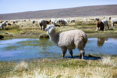And Dağları, And Dağları, Peru 'da bir grup lamba ve alpaka.