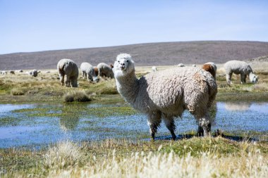 And Dağları, And Dağları, Peru 'da bir grup lamba ve alpaka.