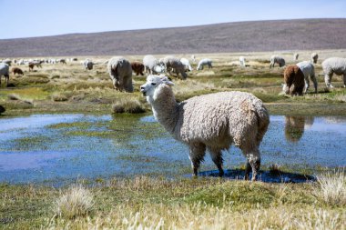 And Dağları, And Dağları, Peru 'da bir grup lamba ve alpaka.