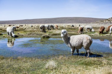 And Dağları, And Dağları, Peru 'da bir grup lamba ve alpaka.