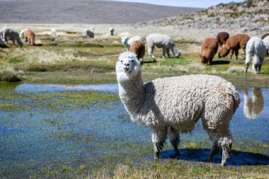 And Dağları, And Dağları, Peru 'da bir grup lamba ve alpaka.