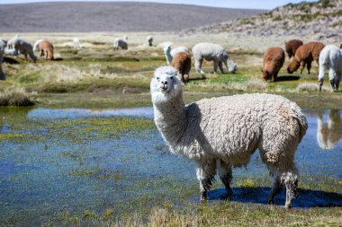 And Dağları, And Dağları, Peru 'da bir grup lamba ve alpaka.