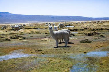 And Dağları, And Dağları, Peru 'da bir grup lamba ve alpaka.