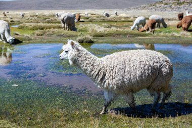 And Dağları, And Dağları, Peru 'da bir grup lamba ve alpaka.