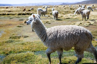 And Dağları, And Dağları, Peru 'da bir grup lamba ve alpaka.