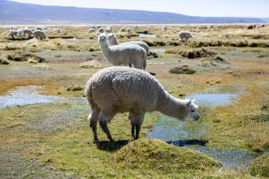 And Dağları, And Dağları, Peru 'da bir grup lamba ve alpaka.