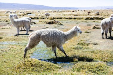 And Dağları, And Dağları, Peru 'da bir grup lamba ve alpaka.