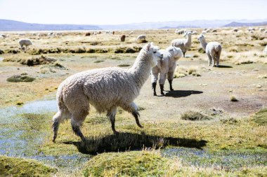 And Dağları, And Dağları, Peru 'da bir grup lamba ve alpaka.